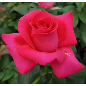 ALL MY LOVING (hybrid tea)